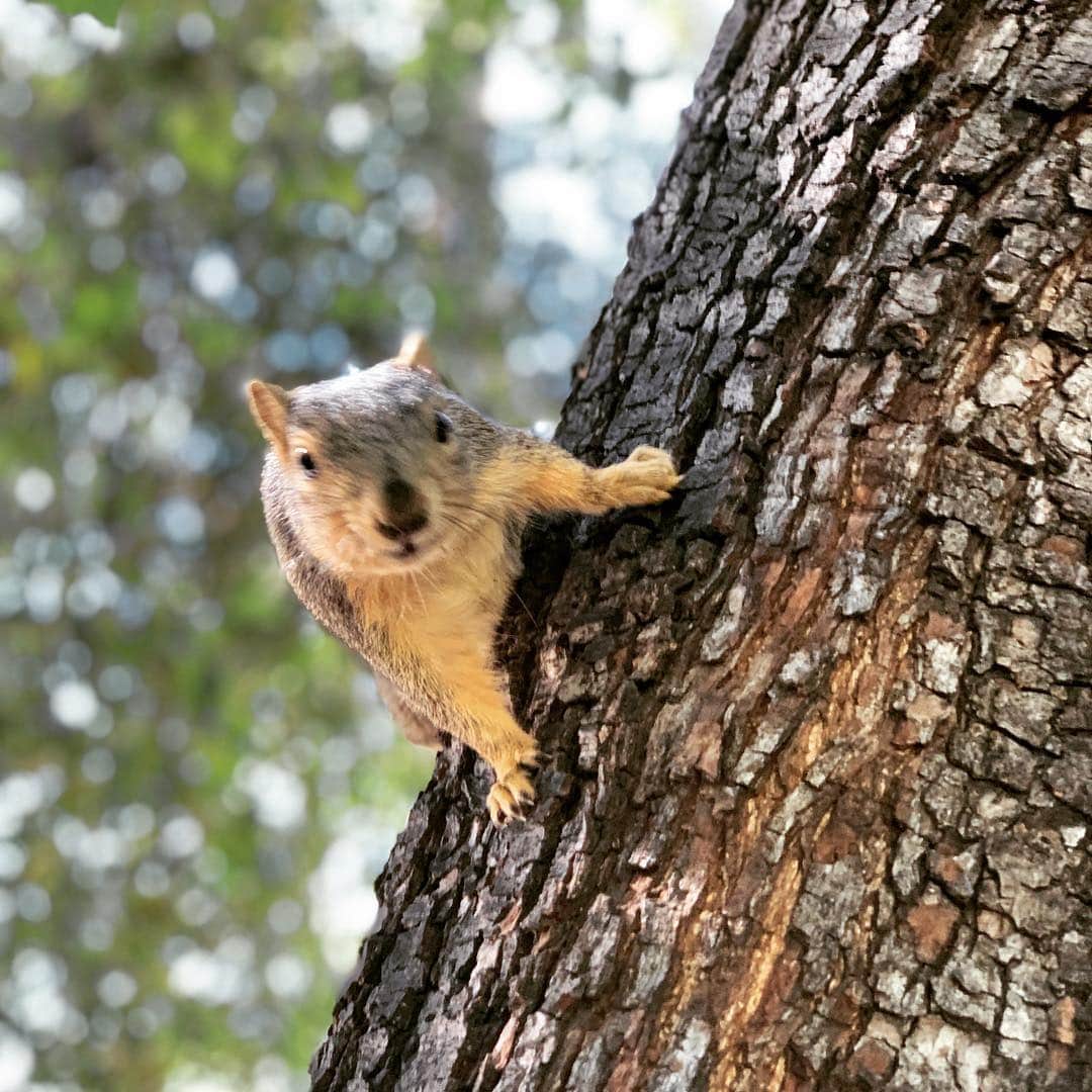 エリザベッタ・カナリスさんのインスタグラム写真 - (エリザベッタ・カナリスInstagram)「Too cute not to take a picture ❤️ troppo carino per non fotografarlo #squirrel #scoiattolo」4月18日 8時02分 - littlecrumb_