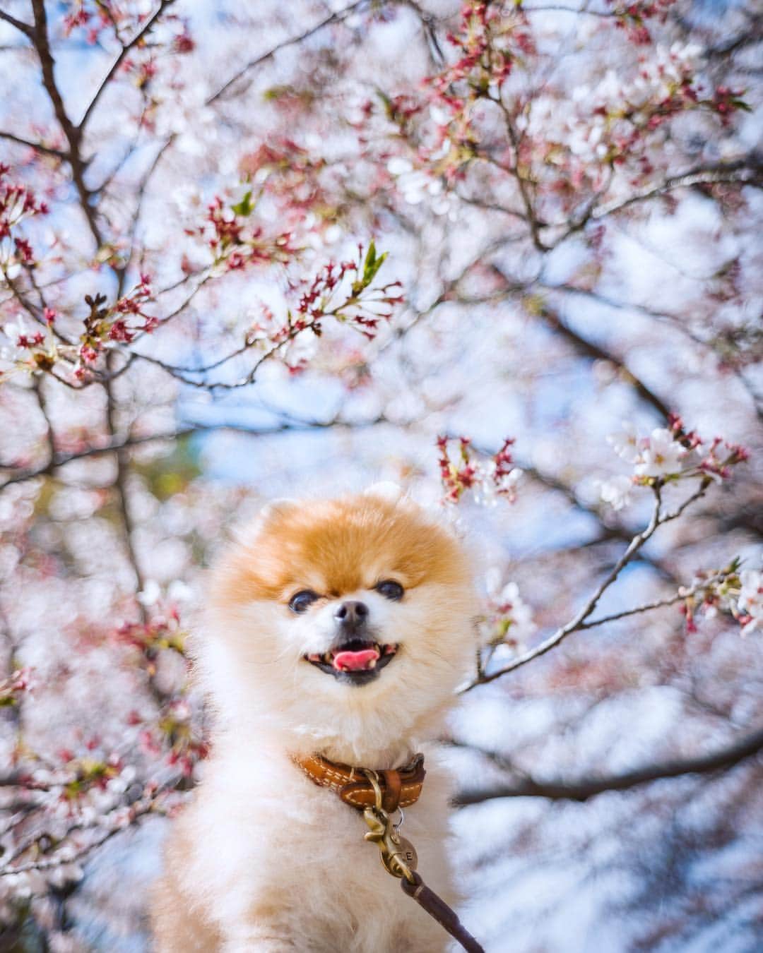 ポテチンさんのインスタグラム写真 - (ポテチンInstagram)「Sakura🌸 今年の桜ももう最後ですぢょね。」4月18日 8時02分 - pom.potechin