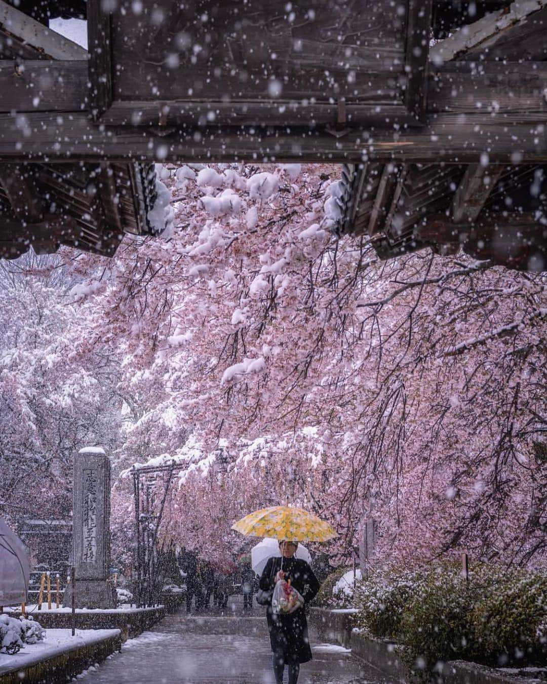 はなまっぷ❁日本の花風景さんのインスタグラム写真 - (はなまっぷ❁日本の花風景Instagram)「🍃🌸はなまっぷ平成最後の桜まつり🌸🍃 * @hrk1108 さんの 平成の桜に花まるを💮 * 平成を彩る日本の美しい桜をありがとうございます😊🌸🍃 * 山梨  #わに塚の桜 #山高神代桜 Yamanashi Pref. * 見頃を過ぎている場所もご紹介しています。 お出かけの際はHP等で最新の情報をご確認くださいね🙏🌸🍃 * 🌸•••🍃•••🌸•••🍃•••🌸•••🍃•••🌸 * 🌸桜まつり概要🌸 * 期間:平成最後の日まで タグ:#はなまっぷ * #はなまっぷ  のタグの中から、桜のお写真をどんどんご紹介させていただきます。期間中はランダムに、複数枚投稿でもご紹介させていただく場合がございます。 * #桜#sakura#花見#さくら#日本#春#花#平成最後の#満開#雪#一本桜 * 🌸•••🍃•••🌸•••🍃•••🌸•••🍃•••🌸 * はなまっぷより * 💌LINEスタンプ「はなまっぷちゃん」絶賛発売中！みなさんのLINEにも花まるを💮 💌はなまっぷ本、Amazonや全国の書店さんで満開です！ぜひお手にとっていただけると嬉しいです🌸 * LINEスタンプ、はなまっぷ本は、プロフ欄記載のTwitterアカウントよりご確認ください。 * 🌸•••🍃•••🌸•••🍃•••🌸•••🍃•••🌸 *」4月17日 23時12分 - hanamap