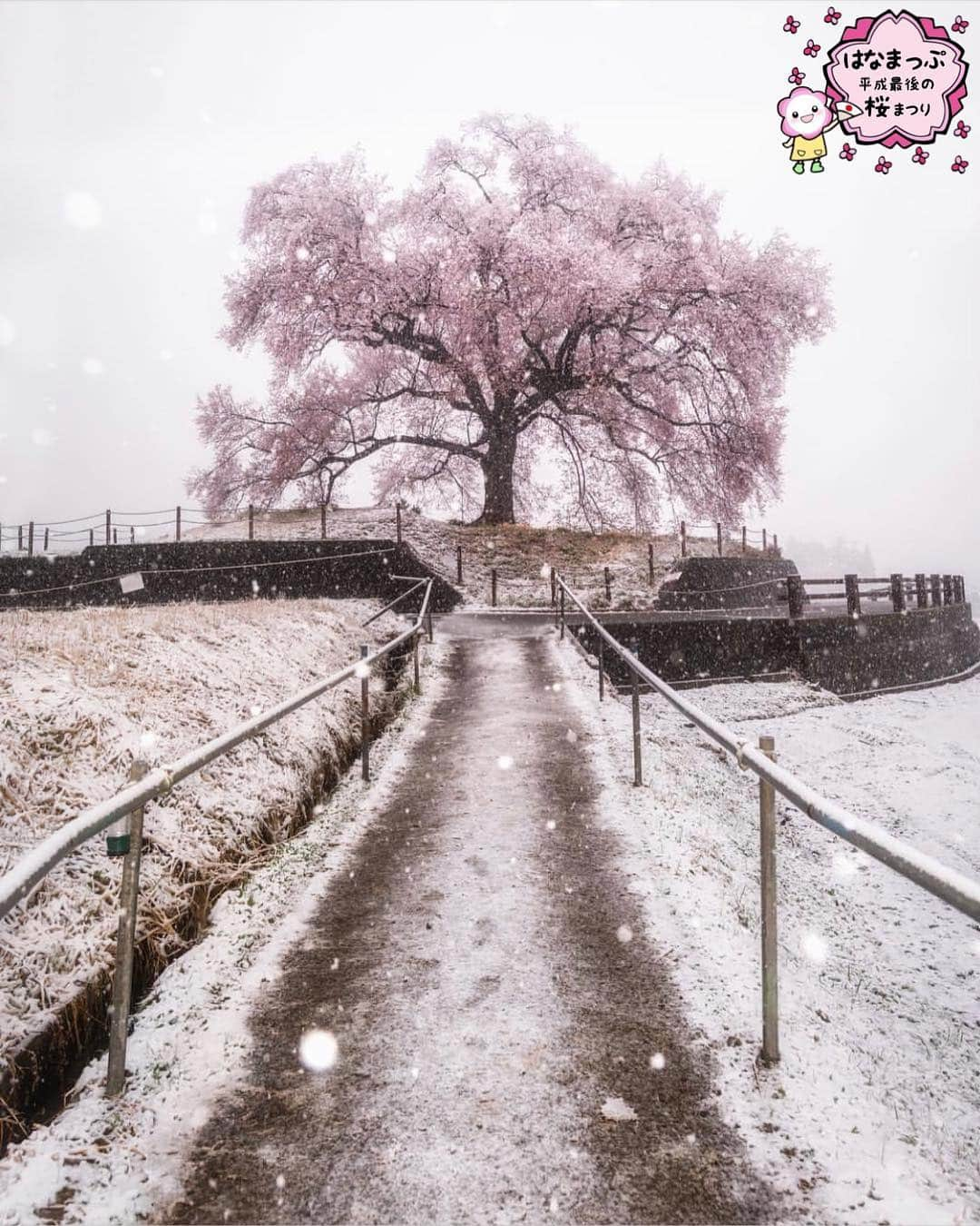 はなまっぷ❁日本の花風景さんのインスタグラム写真 - (はなまっぷ❁日本の花風景Instagram)「🍃🌸はなまっぷ平成最後の桜まつり🌸🍃 * @hrk1108 さんの 平成の桜に花まるを💮 * 平成を彩る日本の美しい桜をありがとうございます😊🌸🍃 * 山梨  #わに塚の桜 #山高神代桜 Yamanashi Pref. * 見頃を過ぎている場所もご紹介しています。 お出かけの際はHP等で最新の情報をご確認くださいね🙏🌸🍃 * 🌸•••🍃•••🌸•••🍃•••🌸•••🍃•••🌸 * 🌸桜まつり概要🌸 * 期間:平成最後の日まで タグ:#はなまっぷ * #はなまっぷ  のタグの中から、桜のお写真をどんどんご紹介させていただきます。期間中はランダムに、複数枚投稿でもご紹介させていただく場合がございます。 * #桜#sakura#花見#さくら#日本#春#花#平成最後の#満開#雪#一本桜 * 🌸•••🍃•••🌸•••🍃•••🌸•••🍃•••🌸 * はなまっぷより * 💌LINEスタンプ「はなまっぷちゃん」絶賛発売中！みなさんのLINEにも花まるを💮 💌はなまっぷ本、Amazonや全国の書店さんで満開です！ぜひお手にとっていただけると嬉しいです🌸 * LINEスタンプ、はなまっぷ本は、プロフ欄記載のTwitterアカウントよりご確認ください。 * 🌸•••🍃•••🌸•••🍃•••🌸•••🍃•••🌸 *」4月17日 23時12分 - hanamap