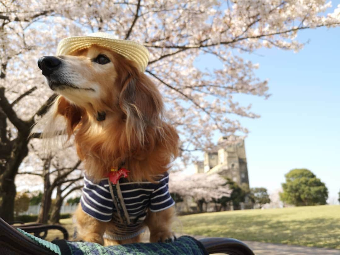 ?モデル?大地?さんのインスタグラム写真 - (?モデル?大地?Instagram)「♪🐾2019*4*17🐾 . 今年も🌸いろんな所に 🌸お花見散歩しに行ったね🎶😄😄😄 . . 📷写真は沢山沢山あるけれど 🐢のんびり更新になりそうです…😅 . . 🐾🐾🐾🐾🐾🐾🐾🐾🐾🐾🐾🐾🐾🐾 . #大地#大好き#だいすき #いつも一緒#ずっと一緒 #大地なしでは生きて行けませんw #いぬ#イヌ#犬#わんこ . #ワンコ#愛犬#いぬばか部 #犬バカ部#いぬら部#いぬすたぐらむ #犬のいる暮らし#pecoいぬ部 #横浜#yokohama . #神奈川#桜 #春#公園#散歩#お散歩 #ミニチュアダックスフンド#ミニチュアダックス #ダックスフンド#ダックス」4月17日 23時14分 - sachi_daichi