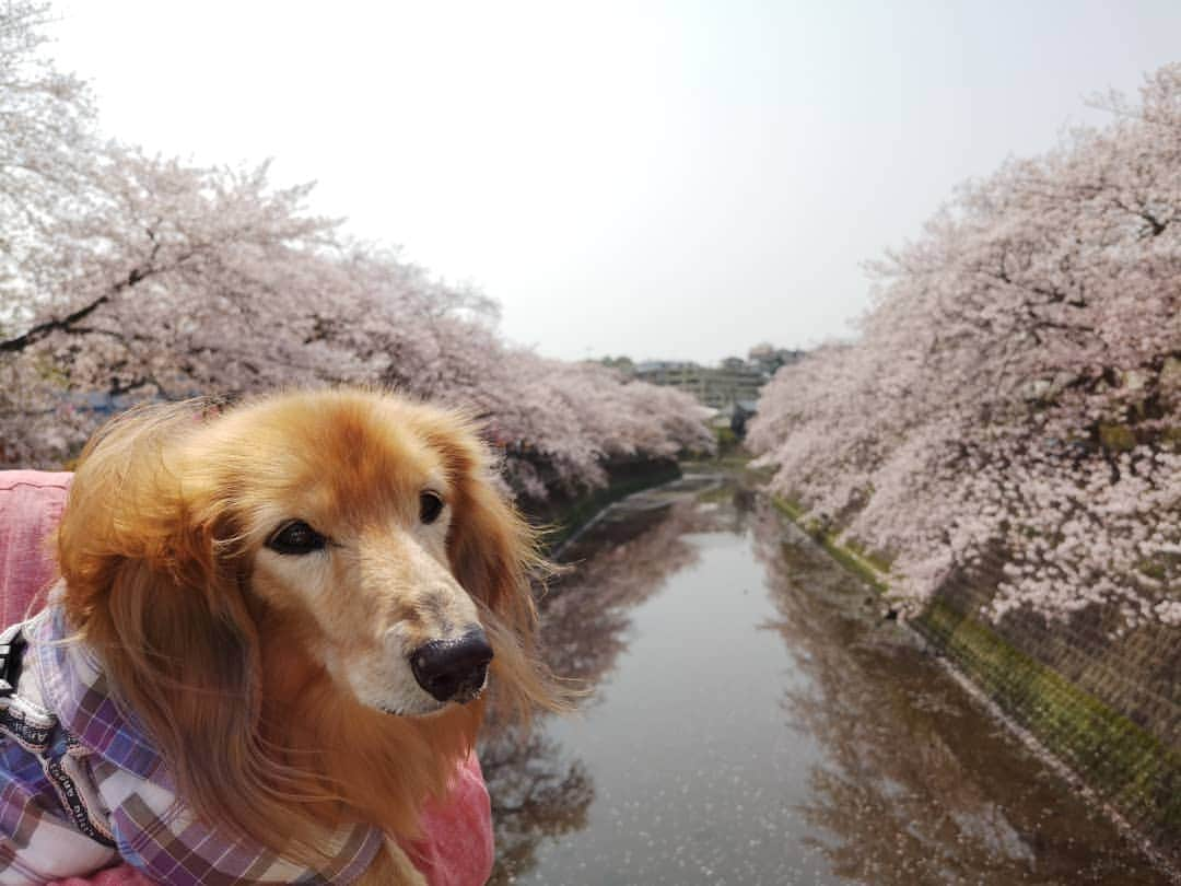 ?モデル?大地?さんのインスタグラム写真 - (?モデル?大地?Instagram)「♪🐾2019*4*17🐾 . 今年も🌸いろんな所に 🌸お花見散歩しに行ったね🎶😄😄😄 . . 📷写真は沢山沢山あるけれど 🐢のんびり更新になりそうです…😅 . . 🐾🐾🐾🐾🐾🐾🐾🐾🐾🐾🐾🐾🐾🐾 . #大地#大好き#だいすき #いつも一緒#ずっと一緒 #大地なしでは生きて行けませんw #いぬ#イヌ#犬#わんこ . #ワンコ#愛犬#いぬばか部 #犬バカ部#いぬら部#いぬすたぐらむ #犬のいる暮らし#pecoいぬ部 #横浜#yokohama . #神奈川#桜 #春#公園#散歩#お散歩 #ミニチュアダックスフンド#ミニチュアダックス #ダックスフンド#ダックス」4月17日 23時14分 - sachi_daichi