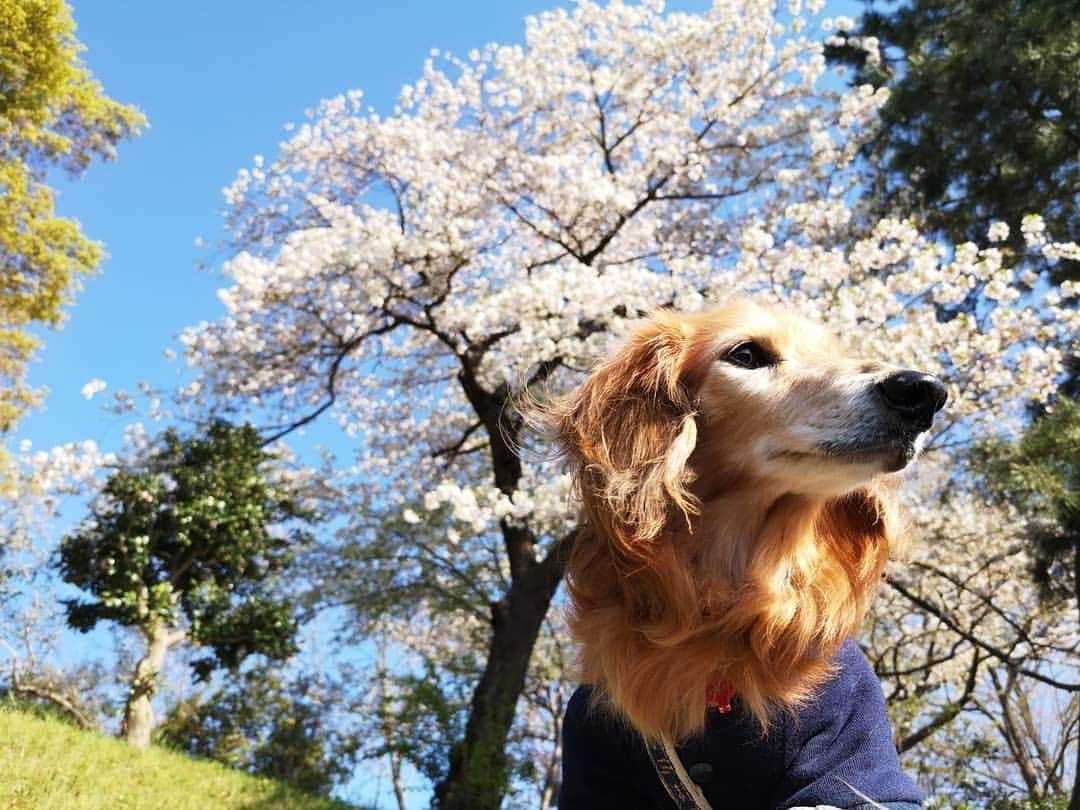 ?モデル?大地?さんのインスタグラム写真 - (?モデル?大地?Instagram)「♪🐾2019*4*17🐾 . 今年も🌸いろんな所に 🌸お花見散歩しに行ったね🎶😄😄😄 . . 📷写真は沢山沢山あるけれど 🐢のんびり更新になりそうです…😅 . . 🐾🐾🐾🐾🐾🐾🐾🐾🐾🐾🐾🐾🐾🐾 . #大地#大好き#だいすき #いつも一緒#ずっと一緒 #大地なしでは生きて行けませんw #いぬ#イヌ#犬#わんこ . #ワンコ#愛犬#いぬばか部 #犬バカ部#いぬら部#いぬすたぐらむ #犬のいる暮らし#pecoいぬ部 #横浜#yokohama . #神奈川#桜 #春#公園#散歩#お散歩 #ミニチュアダックスフンド#ミニチュアダックス #ダックスフンド#ダックス」4月17日 23時14分 - sachi_daichi