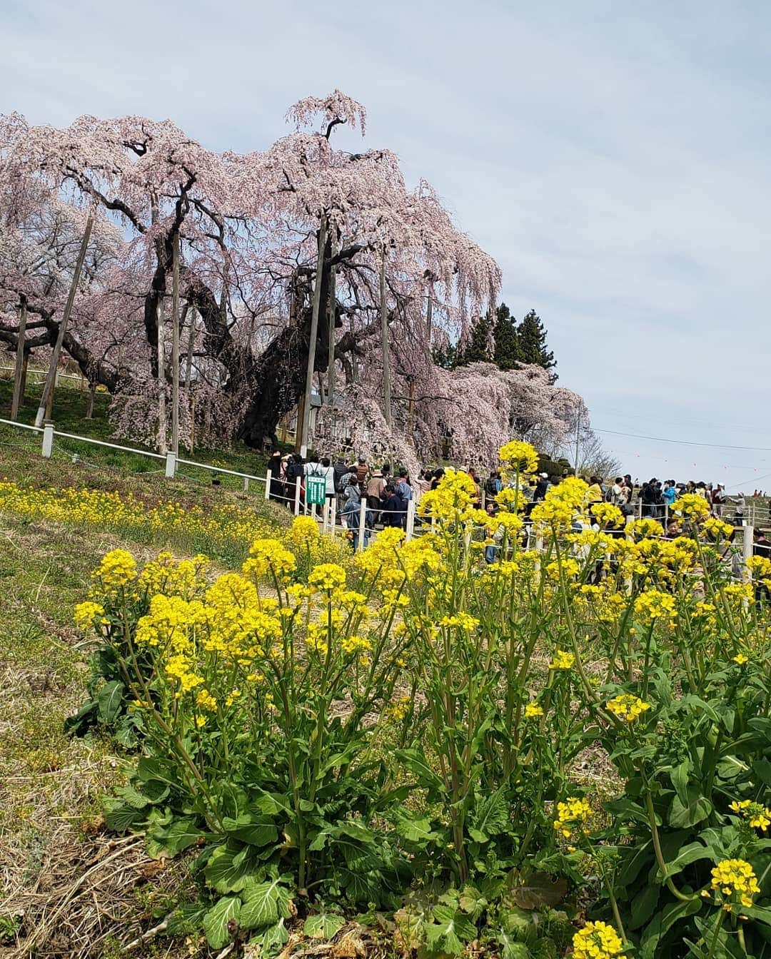 ピーターさんのインスタグラム写真 - (ピーターInstagram)「５日から出発した桜前線追いかけて、のキャンピングカー一人旅です❤️葉山→飛騨→三重県→神戸～京都～福井にそして新潟に。新潟から猪苗代～仙台～の福島県郡山、 三春の滝桜❤️ 凄いね 1000年の樹齢❕ ボス桜❤️ なまめかしかったです‼️ そして、やっとこさ我が家に帰ります❤️(笑)  #ピーター #池畑慎之介 #キャンピングカー #一人旅 #桜前線追いかけて #満開の桜 #三春の滝桜 #春眠暁を覚えず」4月17日 23時15分 - oziba1952