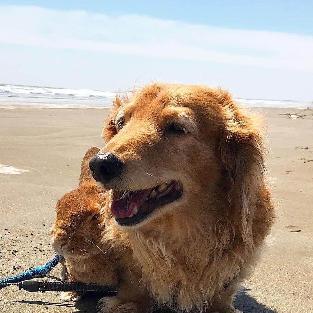 Chieko Shibutaさんのインスタグラム写真 - (Chieko ShibutaInstagram)「たろー🐶＆うじゃこ🐰地方🌤 さんぽ🌊 たろー！ 久しぶりの海 楽しいね^_^ 砂浜走って  青春💨🐰✨ 💕✨🐶🍀🐰✨💕 #dachshund #dachshunds #dachshundlove #dog #dogs #doglove #instadog #instagram #instagood #pet #pets #petsagram #cute #cutepe #cutepet #cutedog #cuteanimals #likes #09076999576 happy #smile #rabbit #ラビット #ミニュチュア #ミニュチュアダックス  #ミニュチュアダックスフント #うさぎ部 #うさぎ #ダックス #ダックスフンドロングヘアー#ねざーらんどどわーふ」4月17日 23時34分 - chieko.81