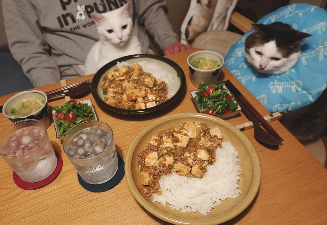 八、おこめさんのインスタグラム写真 - (八、おこめInstagram)「昨日のご飯🍚見てる見てるw どうせご飯にのせるし最初からのっけて、麻婆豆腐丼♩ と、干し椎茸入りの中華コーンスープ、パクチーサラダ。 2枚目→ハッチャンやっぱりまだ見てるw 今日は残りを食べますた♩ #八おこめ #ねこ部 #cat #ねこ #猫 #ネコ #八おこめ食べ物 #麻婆豆腐 #麻婆豆腐定食」4月17日 23時38分 - naomiuno