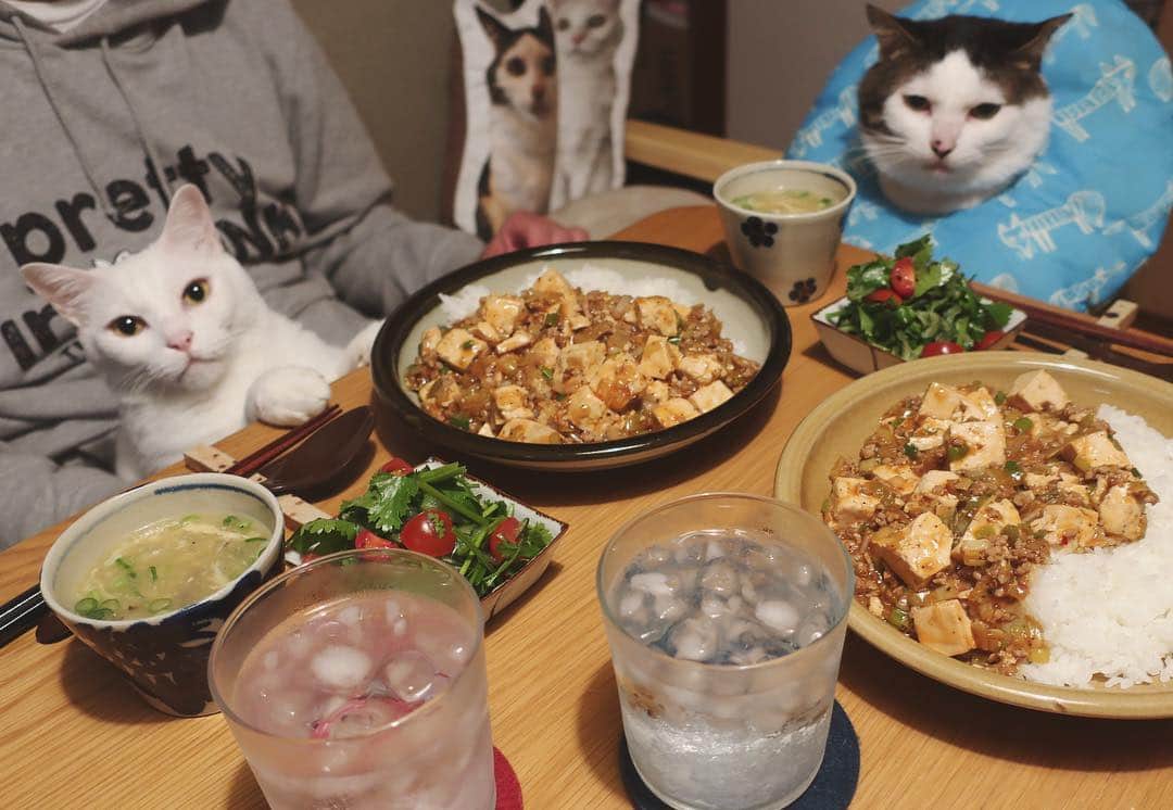 八、おこめさんのインスタグラム写真 - (八、おこめInstagram)「昨日のご飯🍚見てる見てるw どうせご飯にのせるし最初からのっけて、麻婆豆腐丼♩ と、干し椎茸入りの中華コーンスープ、パクチーサラダ。 2枚目→ハッチャンやっぱりまだ見てるw 今日は残りを食べますた♩ #八おこめ #ねこ部 #cat #ねこ #猫 #ネコ #八おこめ食べ物 #麻婆豆腐 #麻婆豆腐定食」4月17日 23時38分 - naomiuno
