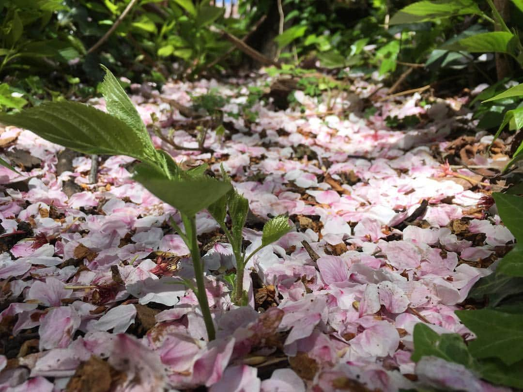 ループウィラーさんのインスタグラム写真 - (ループウィラーInstagram)「. 綺麗な #桜 の絨毯。 #SAKURA #さくら #お花見 #目黒川」4月17日 23時41分 - loopwheeler_nakamura