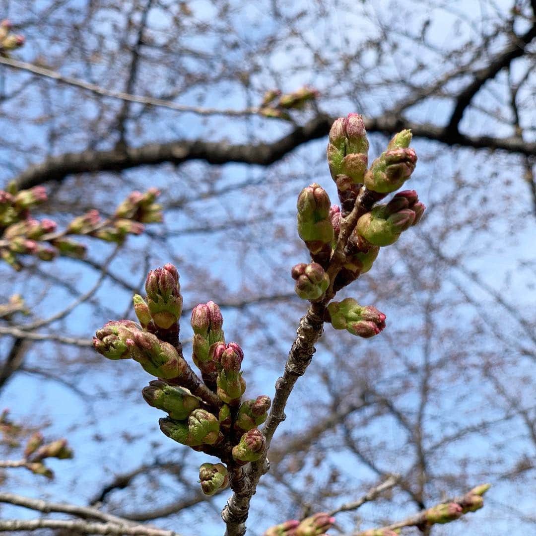 大隅智子さんのインスタグラム写真 - (大隅智子Instagram)「4月17日の盛岡の標本木のソメイヨシノ。まだ開花してません。 #盛岡 #ソメイヨシノ #標本木」4月17日 23時43分 - tomokotenki