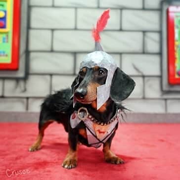 Crusoe the Celebrity Dachshundさんのインスタグラム写真 - (Crusoe the Celebrity DachshundInstagram)「“Does Oakley make a good ‘Hound’?!” ~ Crusoe - go watch full Game of Bones video via link in profile!」4月17日 23時51分 - crusoe_dachshund