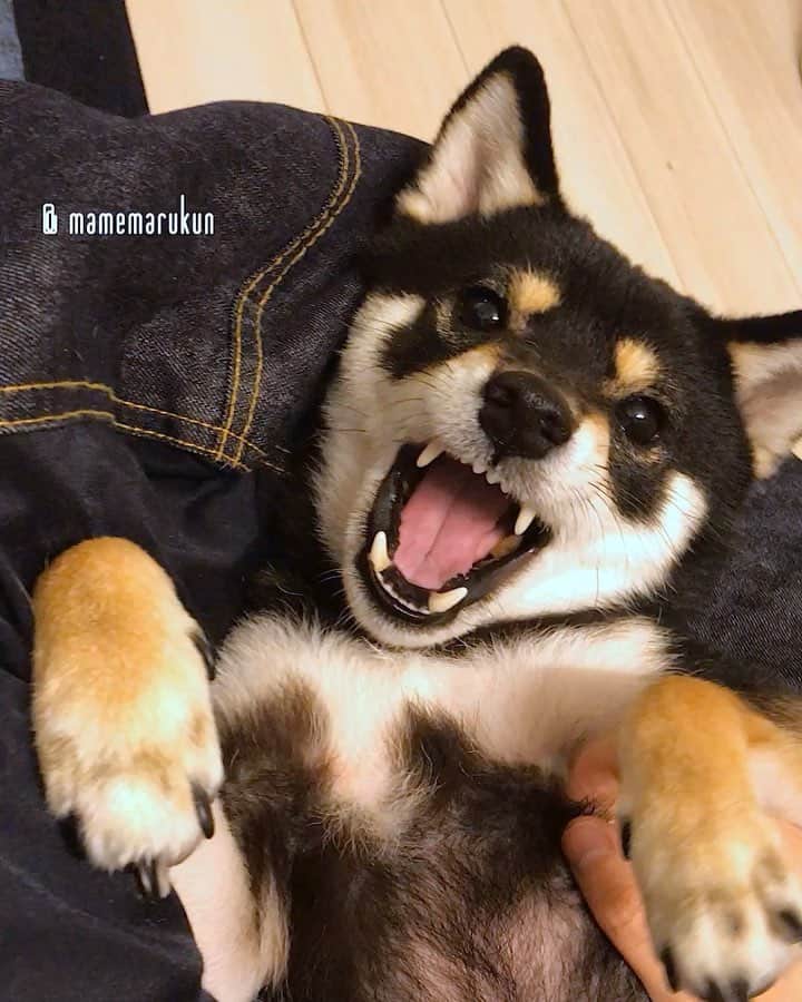まめ丸のインスタグラム：「* * おるすばんがんばったから マッサージ🐶💓 * I feel so good🐶💓 * #ひっくりかえされるのキライ #でもマッサージはだいすき🐶💓 #このままねちゃうパターン * #柴犬#豆柴#柴#黒柴#黒豆柴#犬#ふわもこ部#しばいぬ#shiba#shibainu#shibastagram#shibadog#puppy#instadog#dogstagram#dog#mameshiba#instashiba#petstagram#pet#buzzfeedanimals#cute#cutedog#강아지#멍스타그램#doglover#worldofcutepets」