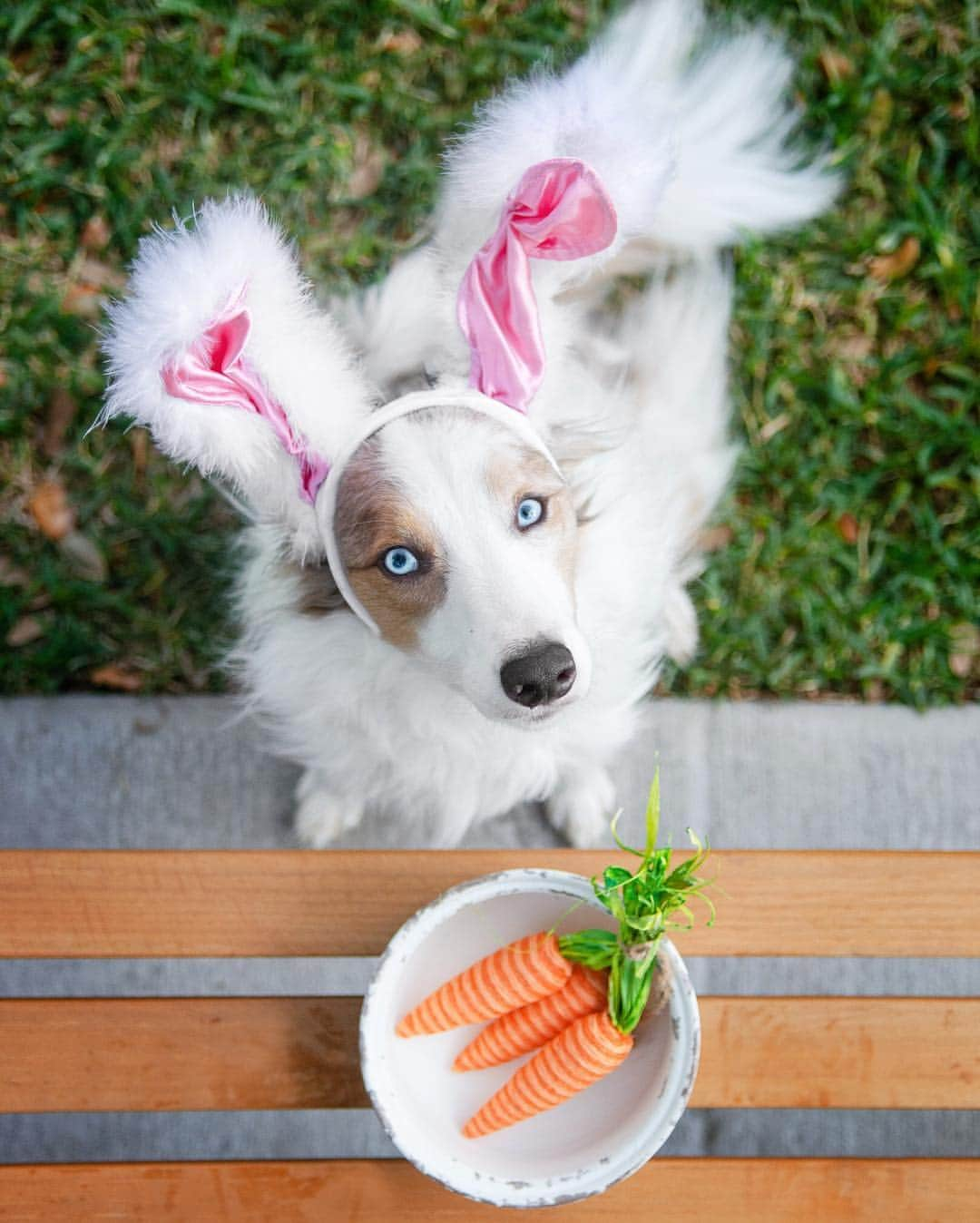 Jazzy Cooper Fostersさんのインスタグラム写真 - (Jazzy Cooper FostersInstagram)「My lunch 🥕」4月17日 23時53分 - bordernerd