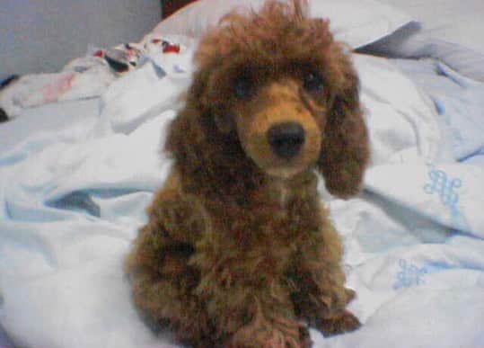 ジェヨンのインスタグラム：「두리 🐶 ♀2003-2019 4/17 두리야 우리의 가족으로써 오래오래 건강하게살아주고 좋아해주고 곁에있어줘서 너무너무 고마웠어 자꾸 못해줬던것만 생각나서 너무 속상하고 마음이 좋지않지만 너가 지금은 여기보다 더 좋은곳에서 행복하게 뛰어놀면서 잘지내고 있을거라고 난 믿어 두리야 영원히 잊지않을게 보고싶어 두리야...언젠간 꼭 다시 만나자」