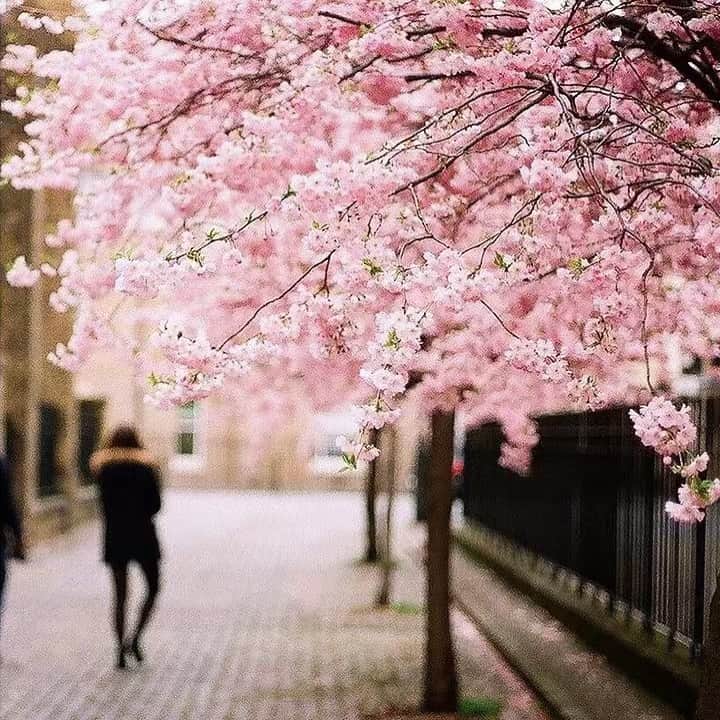 トッカさんのインスタグラム写真 - (トッカInstagram)「Find us under the cherry blossoms...💭」4月18日 0時09分 - tocca