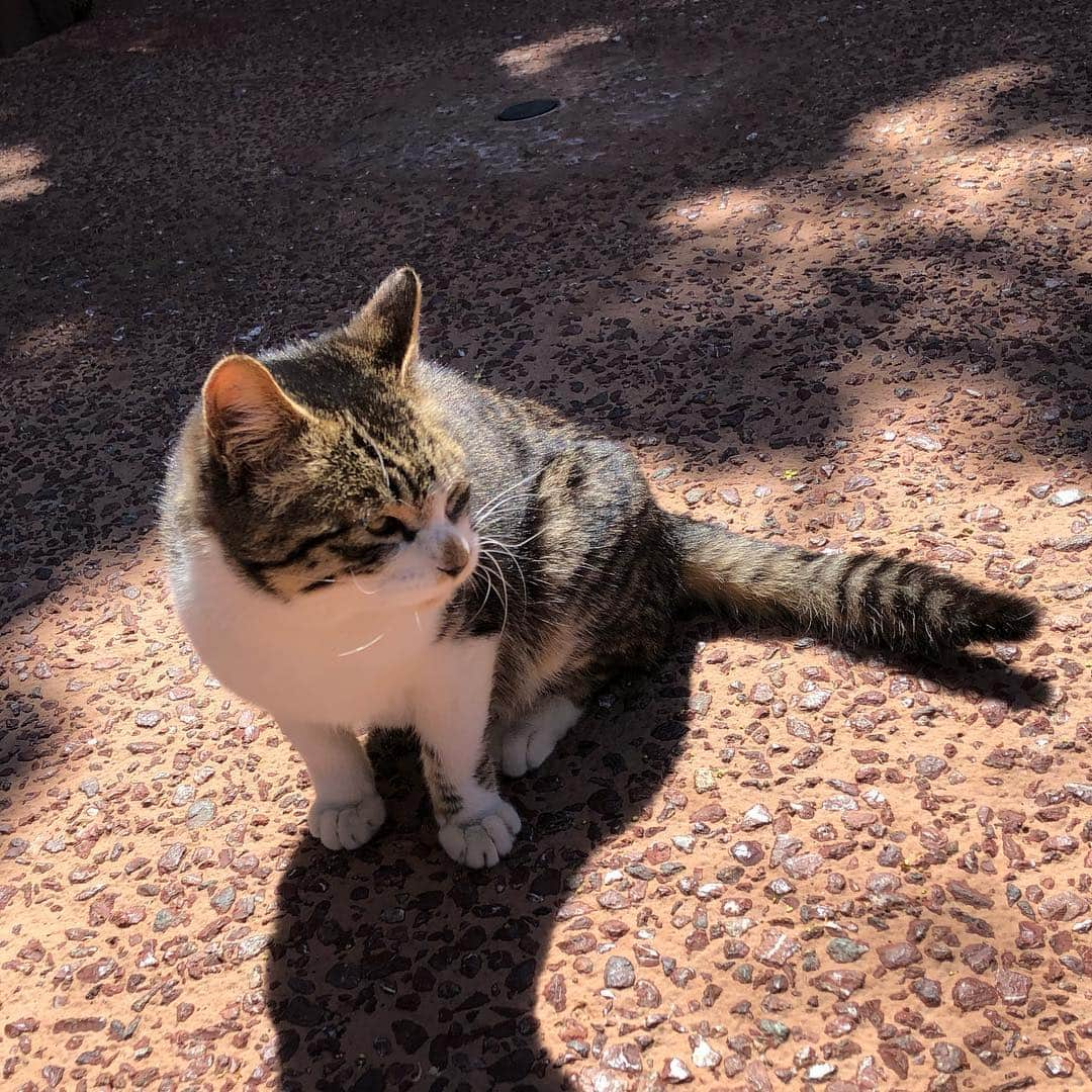 秋田知里さんのインスタグラム写真 - (秋田知里Instagram)「この前ランドに子猫がいたんだけど、子猫とは思えない表情でスモークターキー食べてた🐈 #disneyland #ねこすたぐらむ」4月18日 0時22分 - akitachisato_official