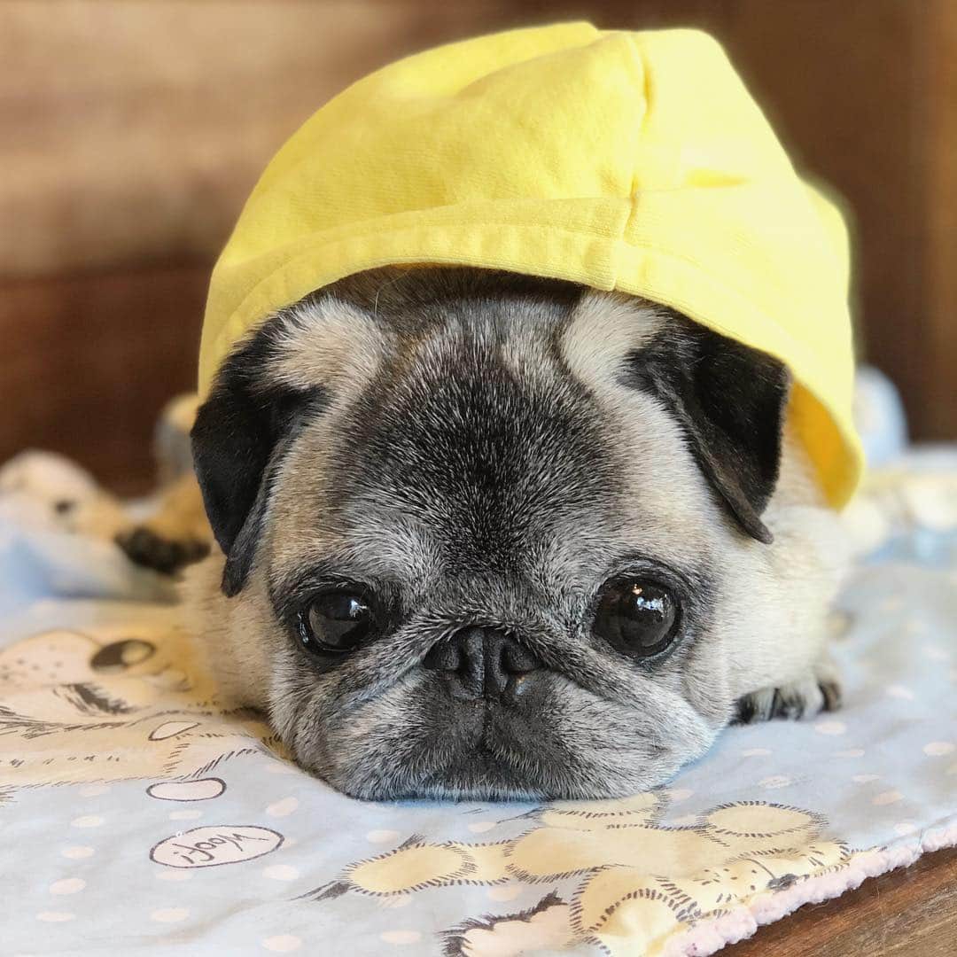 八兵衛のインスタグラム：「G’night🐶 * * #ほぼ黒パグ #おじいちゃん犬 #パグ #pug #puggy #puglife #puglove #petstagram #pugstagram #pugsofinstagram #pugs #dog #ふわもこ部  @igersjp #IGersJP #east_dog_japan #pecoイヌ部 #八兵衛 #はちべえ #朝ワンコ夕ニャンコ #starbucks #starbuckscoffee #犬とカフェ」