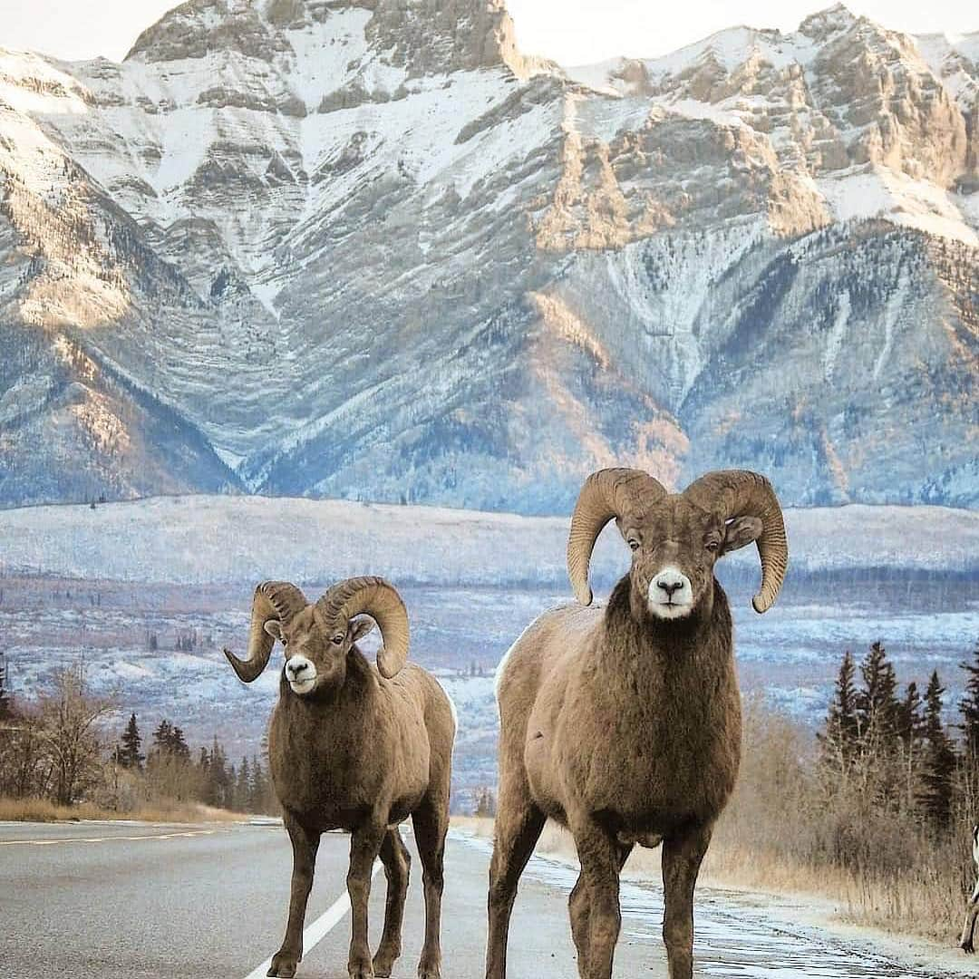 Explore Canadaさんのインスタグラム写真 - (Explore CanadaInstagram)「Mid-week traffic jam! Spring is here and that means more opportunities to come across animals in the wild in Canada. From crossing the street to strolling through our National Parks, you never know when or where you might have a close up wildlife experience! Have you had a wildlife encounter in Canada? Share it with #ExploreCanada 📷:@kn.wildlife 📍: @tourismjasper, @travelalberta, @parks.canada . #myjasper #jasper #wildlife #mybanff #explorealberta #parkscanada . Abonnez-vous à @explorezsansfin pour voir nos publications en français!」4月18日 0時26分 - explorecanada