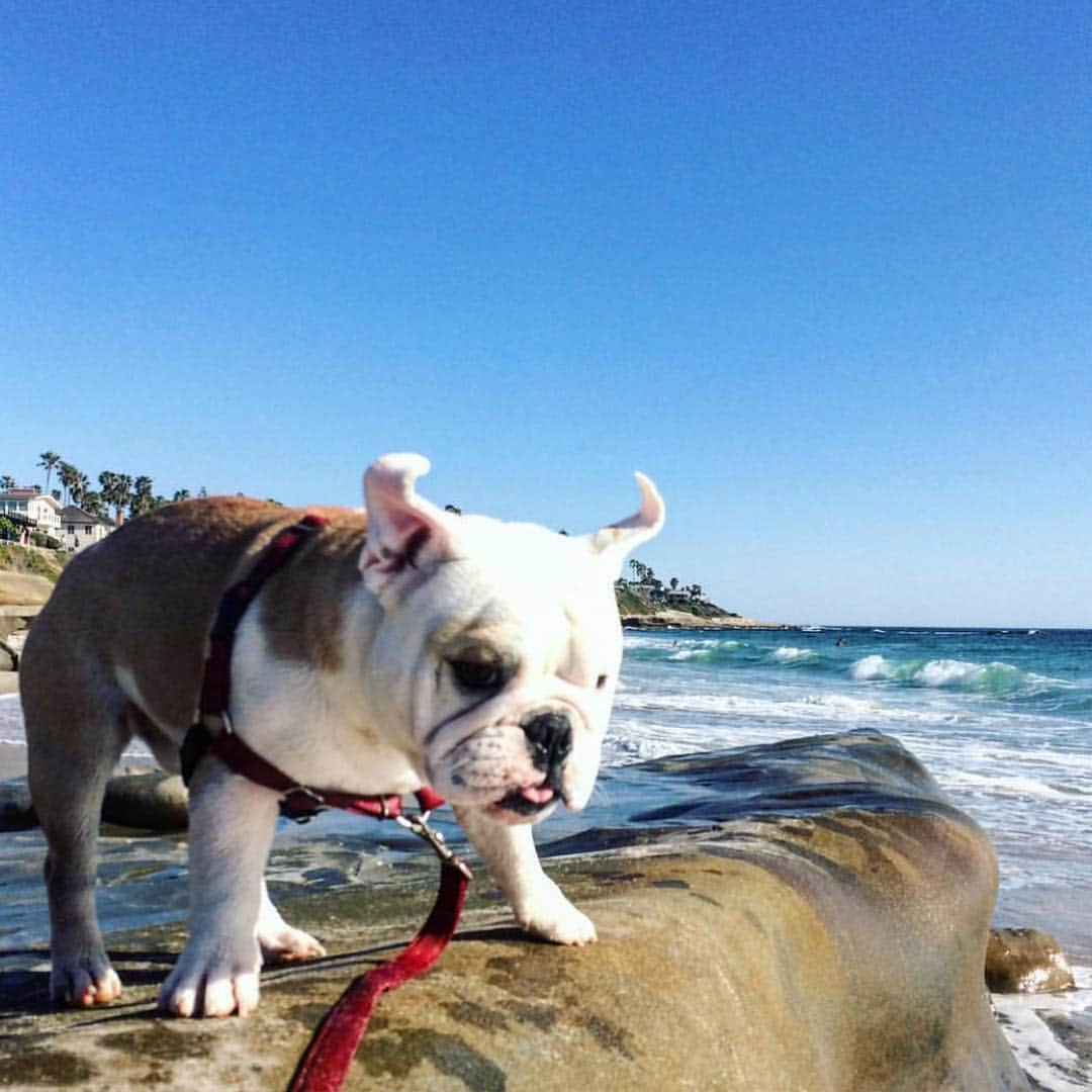 Bodhi & Butters & Bubbahさんのインスタグラム写真 - (Bodhi & Butters & BubbahInstagram)「Spread your wings and fly! . . . . #bulldog #adventure #bestoftheday #dogsofinstagram #baby #love #cute」4月18日 0時57分 - keonistuff