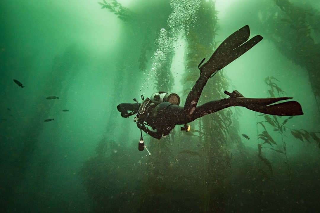 National Geographic Travelさんのインスタグラム写真 - (National Geographic TravelInstagram)「Photo by @kiliiiyuyan | Diver Addie Asbridge explores the immense kelp forests of Carmel Bay, California. This marine ecosystem is one of the richest in the world, hosting harbor seals to sea otters. Follow me, @kiliiiyuyan, for more from the natural world. #carmelbay #underwater #diving」4月18日 1時01分 - natgeotravel