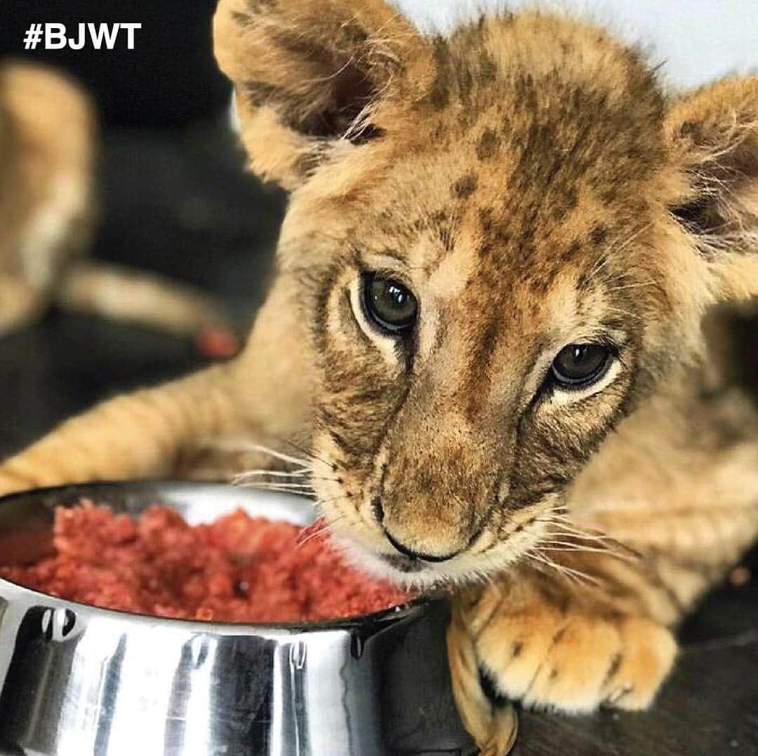 Black Jaguar-White Tiger さんのインスタグラム写真 - (Black Jaguar-White Tiger Instagram)「Hungry growing kids come to us often at the Foundation. We end up serving 5,700 pounds of food a DAY to our kids, which is around 171,000 pounds a MONTH.  Imagine having to prep and feed over 400 Big Felines every day?! As you can imagine, this can be costly. Learn more about what it takes to give our kids a happy life on our updated website. We break down the core issues here in Mexico and what we’re doing about them. Join us and visit blackjaguarwhitetiger.org  Active link on out bio :)」4月18日 1時14分 - blackjaguarwhitetiger