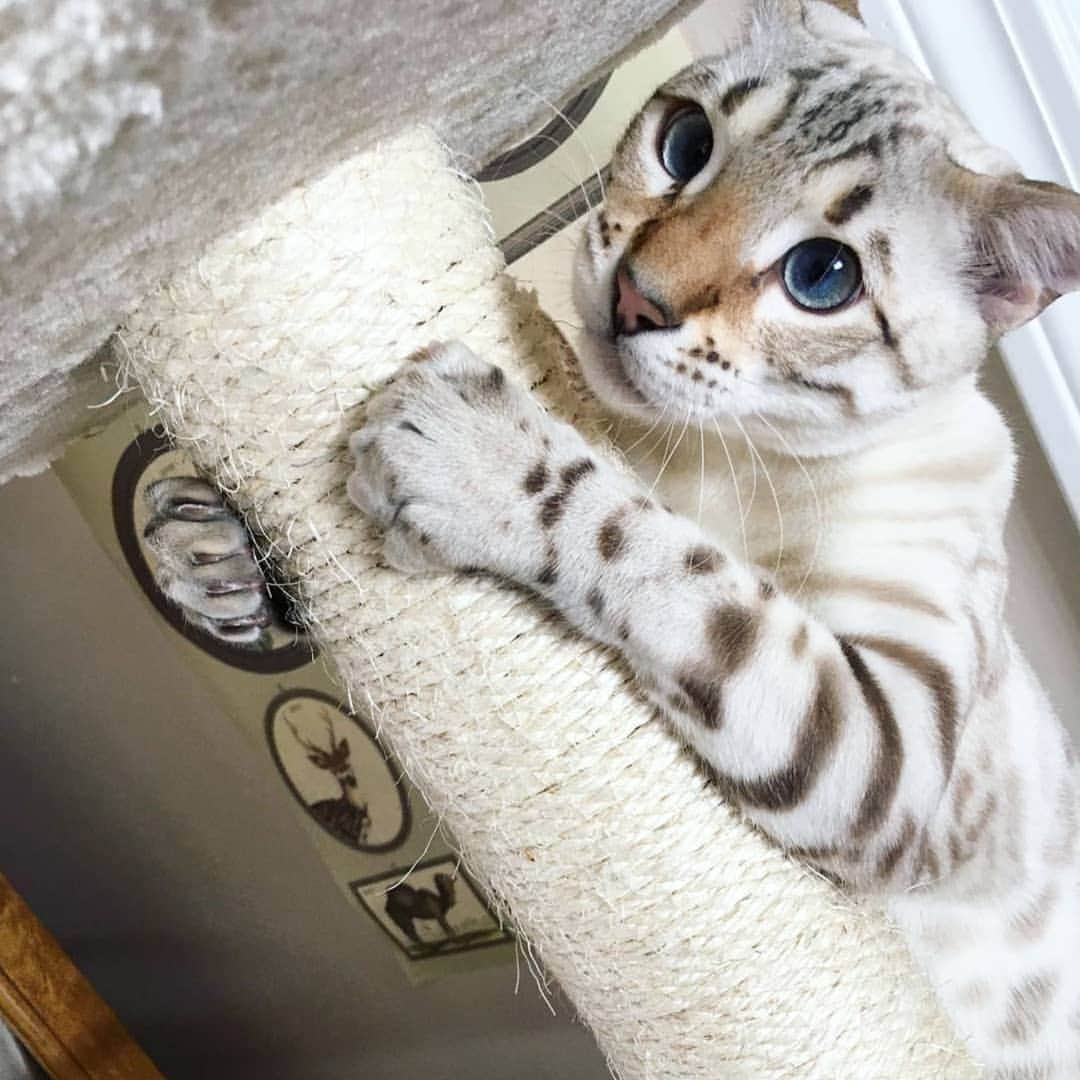 CatStockerさんのインスタグラム写真 - (CatStockerInstagram)「Hello! #catstocker is here!  Follow our FURRriend @meeko_thebengal  Scroll right for more pictures 👉 . . . . .  #cat #neko #mačka #chat #kočka #котка #kotek #kot #кіт #mače #кошка #кот #katze #gato #gatto #kissa #kattunge #猫 #고양이 #貓 #kedi #köttur #kissanpentu #חתול #кішка #kedicik #кошеня #gattino #子猫」4月18日 1時36分 - catstocker