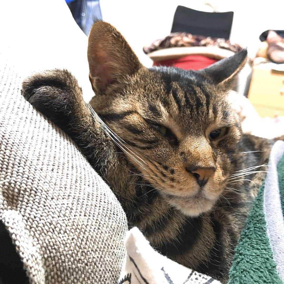 Musashiさんのインスタグラム写真 - (MusashiInstagram)「夜ムサシ。セルフ腕枕でおやすみなさい。Good night. #musashi #mck #cat #キジトラ #ムサシさん #musashi_the_cat #ねこすたぐらむ」4月18日 1時40分 - _daisy