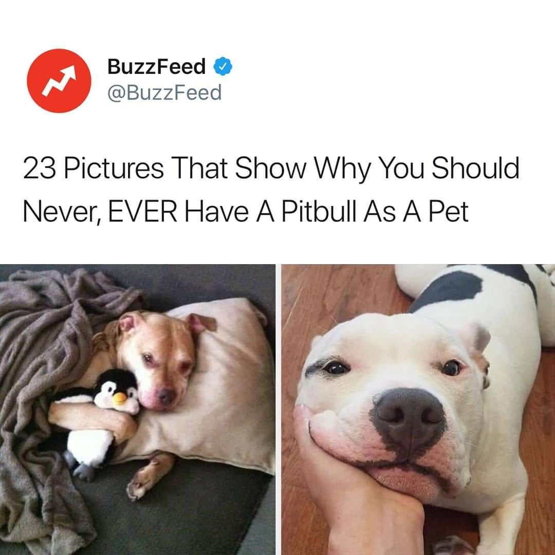 BuzzFeedさんのインスタグラム写真 - (BuzzFeedInstagram)「Pitbulls are so, SO scary! Want to see more terrifying dogs? Click the link in bio 🐶😊」4月18日 1時55分 - buzzfeed