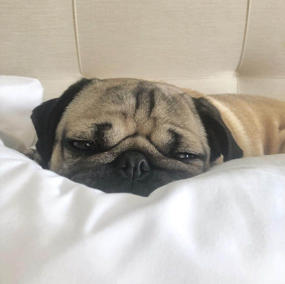 itsdougthepugさんのインスタグラム写真 - (itsdougthepugInstagram)「“‪Not in the mood to do anything today‬” -Doug」4月18日 1時57分 - itsdougthepug