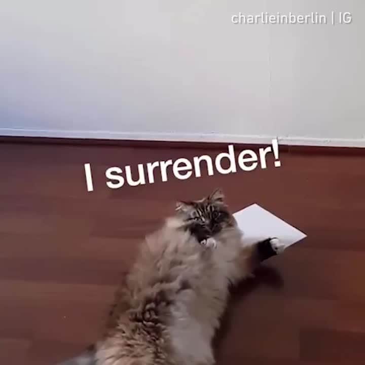 のインスタグラム：「How to catch a cat 101⠀ ⠀ 📹@charlieinberlin⠀ ⠀ Tag #meowedpapertrapchallenge to get a chance to be featured ⠀ ⠀ #meowed #meowedpapertrapchallenge #thefloorislava #itsatrap #charlieinberlin #NevaMasqueradeSiberianCat #🇩🇪」