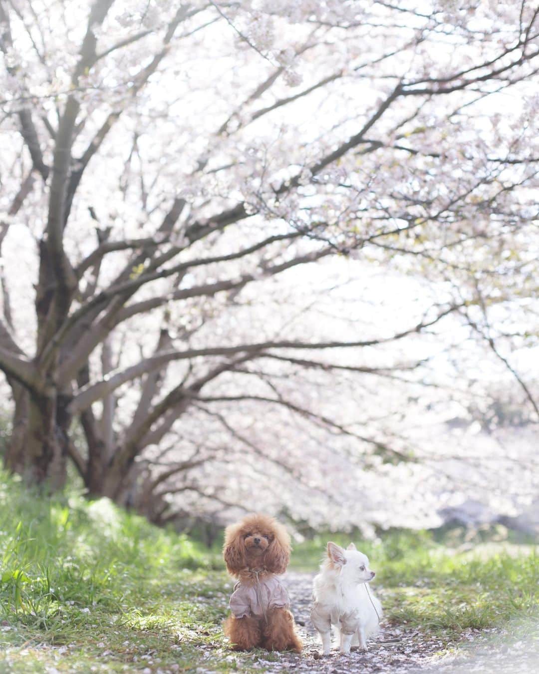 mamiのインスタグラム：「* ソメイヨシノ . 今年はこんなに長く咲いていてくれたのに、タイミング合わずで残念..と思っていたけれど、 この日、きらきらのお日様と共に思いっきり満喫できました♡ . . あ、エマさん。なんちゃってトップノットから卒業しちゃいました。 . 4ヶ月カットしてなかったので、カットの仕方をすっかり忘れてしまっていた〜 お耳の部分と嘘しっぽを少しだけ増やしたので早く伸びるといいな♡ . . #レアキャラココちゃんは本日もカートでぬくぬく #オールドレンズ  #オールドレンズに恋をした #オールドレンズで繋がりたい #chihuahua #チワワ#poodle #toypoodle #プードル #トイプードル  #petstagram #dogsofinstagram #dogoftheday #fluffypack #dailypetstars #igersjp #_lovely_weekend #Airy_pics #whim_fluffy #tokyocameraclub #ファインダー越しのわたしの世界 #写真好きな人と繋がりたい #親バカ万歳キャンペーン #桜 #sakura #Cherryblossom」