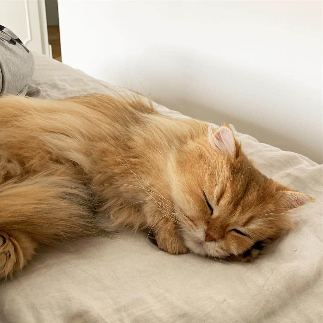 Smoothieさんのインスタグラム写真 - (SmoothieInstagram)「Softness-level: making a pillow of your own paw.」4月18日 2時26分 - smoothiethecat