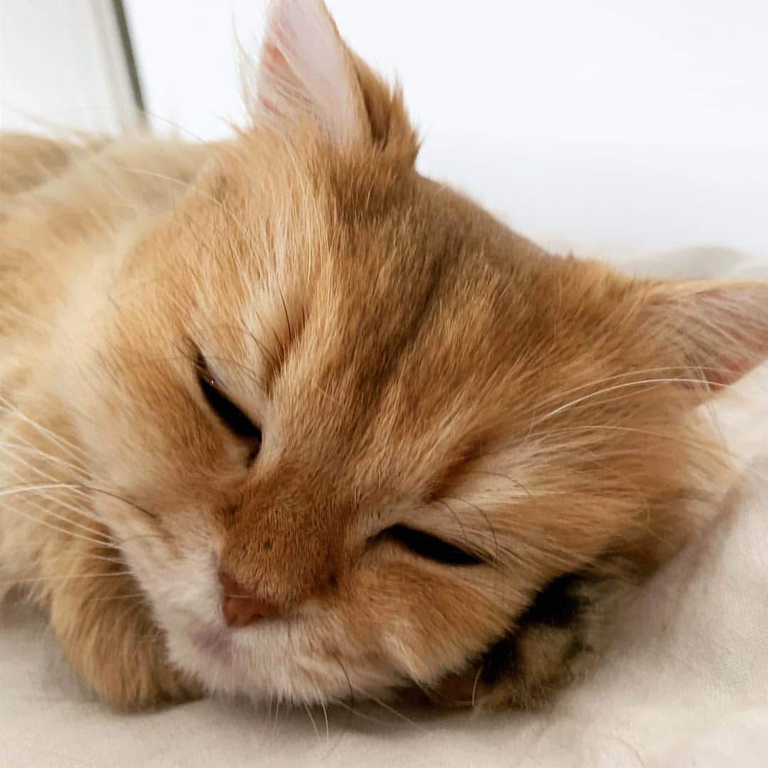 Smoothieさんのインスタグラム写真 - (SmoothieInstagram)「Softness-level: making a pillow of your own paw.」4月18日 2時26分 - smoothiethecat