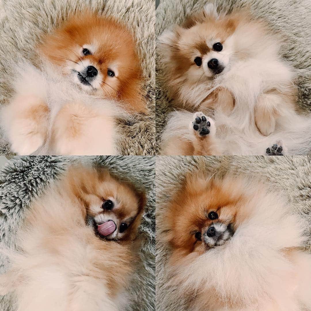 r_oseのインスタグラム：「You’ll get extra “ cuteness points” when you tilted your head 🖤〰️」