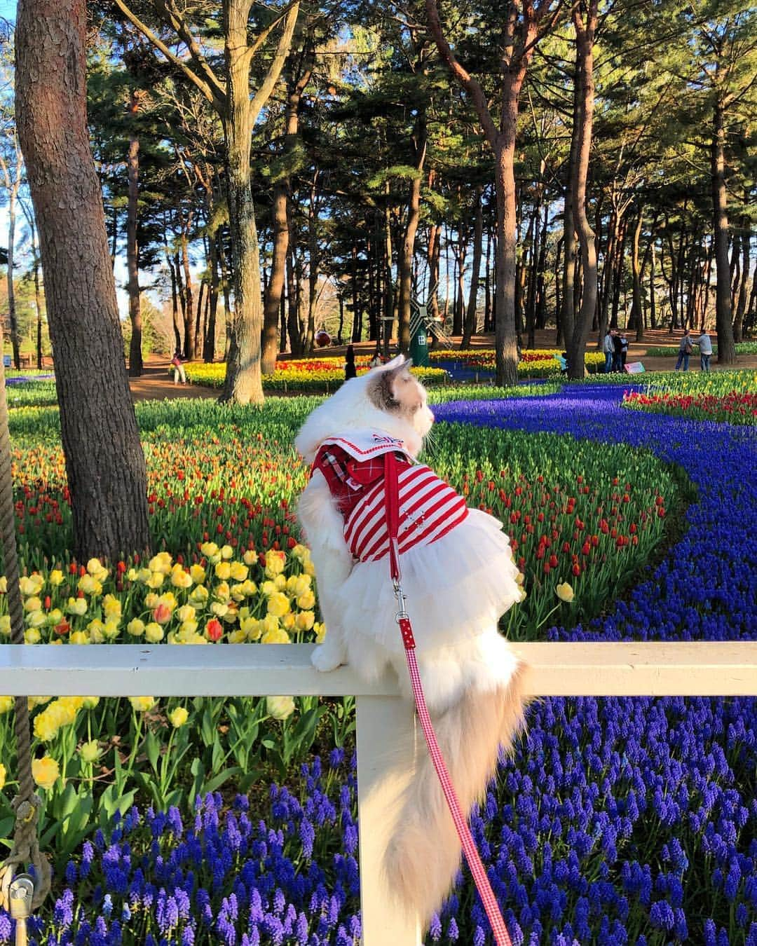 むぎちょこさんのインスタグラム写真 - (むぎちょこInstagram)「🧚‍♀️ fairy flower✨🌷 ムスカリの川沿いのチューリップ もうすぐ見頃を迎えます✨ #たまごの森フラワーガーデン ⁑ みんな遊びに来てね❤️ ⁑ 愛用中のハーネスは #楽天roomに載せてます プロフから飛んでね ⁑ 🦊みるく♀milk ラグドール #Ragdoll #チューリップ #Tulip #猫散歩 #散歩猫 #ひたち海浜公園 #HitachiSeasidepark #ビューティープロコンテスト @beautypro_contest #ペピィ #2019年表紙募集 #kissmamaになろう」4月18日 2時37分 - mugi325channel