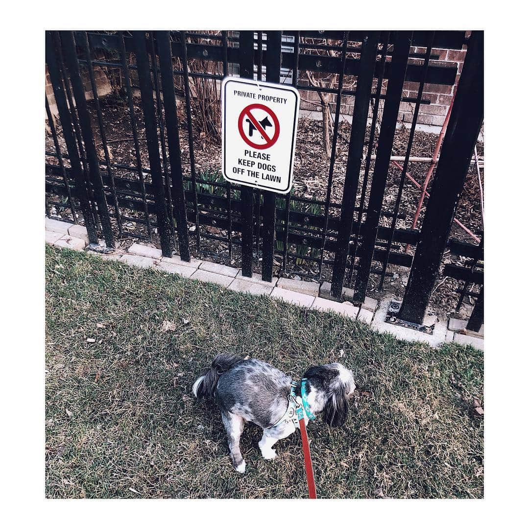 ローラ・ヴァンダーヴォートさんのインスタグラム写真 - (ローラ・ヴァンダーヴォートInstagram)「She’s a rebel, what can I say 😏 🐾 “this is what I think of your sign”— side note, obviously I pick up the 💩 . . . . #doglife #dogmom #badmom #rulebreaker #rebel #dogsofinstagram #frankieblueeyes #toronto #dogwalk #rescue #adoptdontshop🐾」4月18日 8時24分 - lauravandervoort