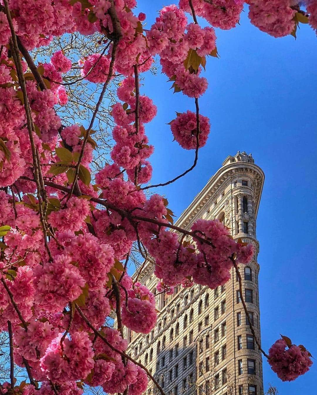 ボンド・ナンバーナインさんのインスタグラム写真 - (ボンド・ナンバーナインInstagram)「Flowers in bloom at Madison Square Park. Now through May 1, receive a complimentary pocket spray with any purchase (excluding lipstick refills) on bondno9.com to celebrate Earth Day! Via @nycgo  #bondno9 #bondno9ny #newyork #newyorkcity #nyc #fragrance #perfume #love」4月18日 2時58分 - bondno9ny