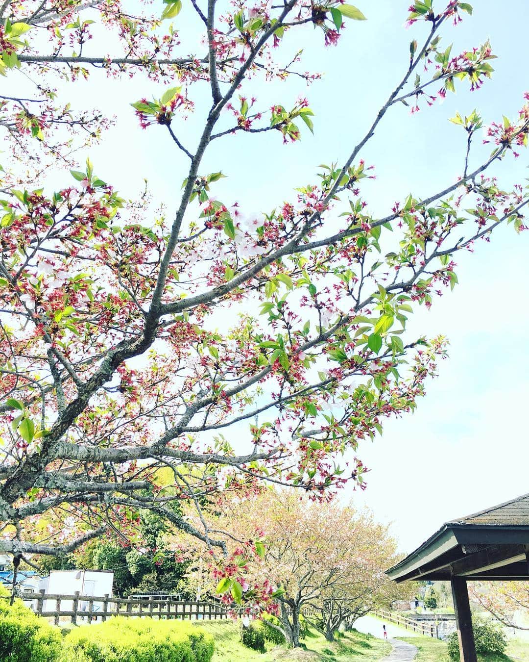 藤井惠さんのインスタグラム写真 - (藤井惠Instagram)「葉桜🌸  #桜 #葉桜 #緑とピンク #綺麗でした」4月18日 3時22分 - megumi_fujii