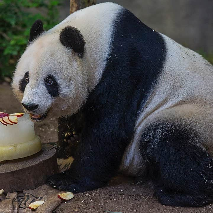 San Diego Zooさんのインスタグラム写真 - (San Diego ZooInstagram)「Good news 🙌 We're giving guests two extra days to say farewell to our giant pandas. April 29 will be the last day to wish Xiao Liwu and his mother, Bai Yun, a fond farewell. 🐼 #pandas4ever #endextinction #sandiegozoo」4月18日 3時22分 - sandiegozoo