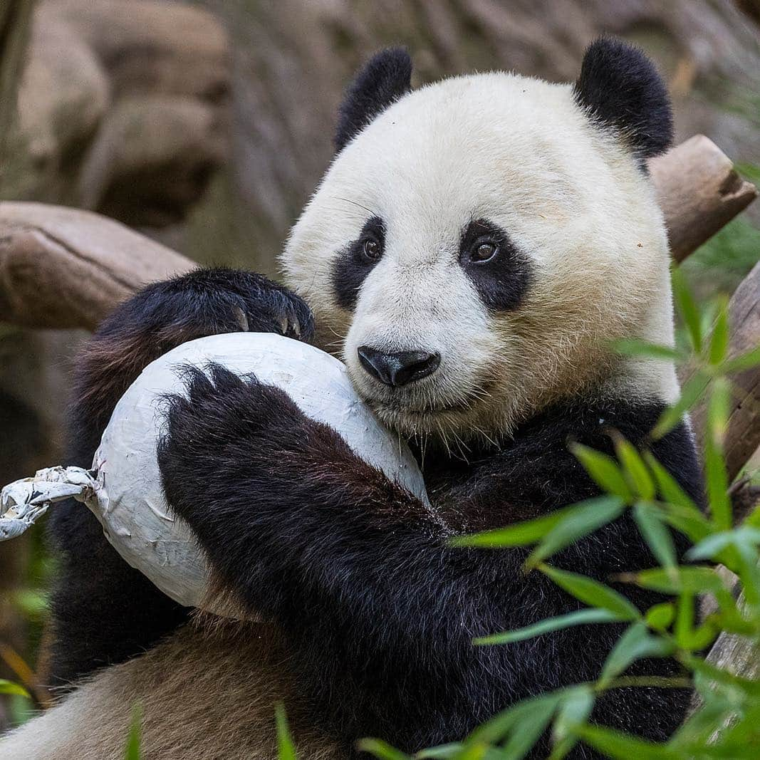 San Diego Zooさんのインスタグラム写真 - (San Diego ZooInstagram)「Good news 🙌 We're giving guests two extra days to say farewell to our giant pandas. April 29 will be the last day to wish Xiao Liwu and his mother, Bai Yun, a fond farewell. 🐼 #pandas4ever #endextinction #sandiegozoo」4月18日 3時22分 - sandiegozoo