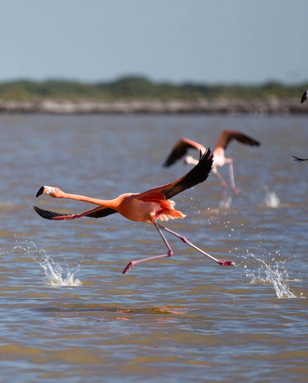 Ricardo Baldinさんのインスタグラム写真 - (Ricardo BaldinInstagram)「That’s how excited I get when I see wild animals living peacefully in their natural habitats. On a trip to Las Coloradas from El Cuyo we got to see many of these beautiful Flamingos (slide) eating, flying around and also resting. We learned that Flamingos are born with grey feathers, and they become pink due to their diet of algae and crustaceans that contain carotenoids.  Shorts by @wildseaboutique . #flamingo #jumptheworldbyrbaldin #pinklagoon #lascoloradas」4月18日 3時27分 - rbaldin