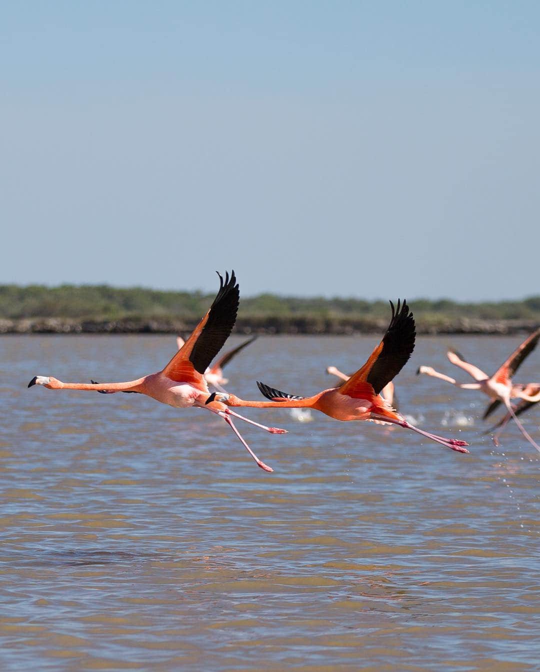 Ricardo Baldinさんのインスタグラム写真 - (Ricardo BaldinInstagram)「That’s how excited I get when I see wild animals living peacefully in their natural habitats. On a trip to Las Coloradas from El Cuyo we got to see many of these beautiful Flamingos (slide) eating, flying around and also resting. We learned that Flamingos are born with grey feathers, and they become pink due to their diet of algae and crustaceans that contain carotenoids.  Shorts by @wildseaboutique . #flamingo #jumptheworldbyrbaldin #pinklagoon #lascoloradas」4月18日 3時27分 - rbaldin