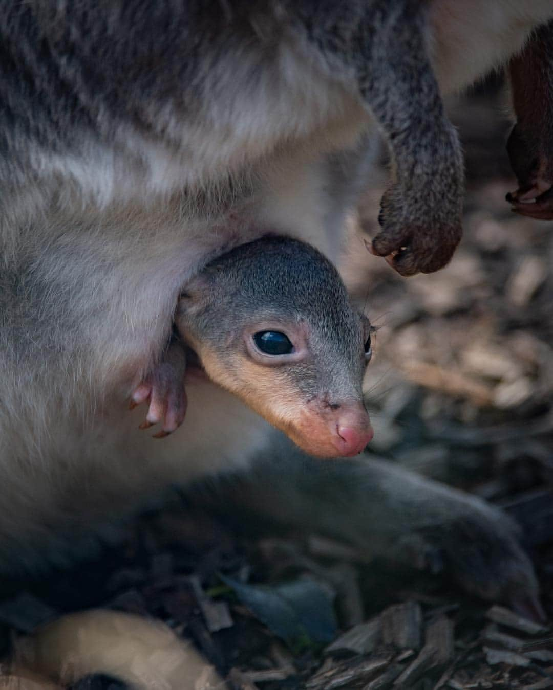 Discoveryさんのインスタグラム写真 - (DiscoveryInstagram)「A young dusky pademelon joey has just started to peek out from his mom's pouch at the @chesterzoo. This ‘miniature kangaroo’ is highly vulnerable to extinction in the wild, its native home being Indonesia. . . . . #kangaroo #baby #cute #wow #explore #nature #photography #potd #photooftheday #adventure #wildlifephotography」4月18日 3時38分 - discovery