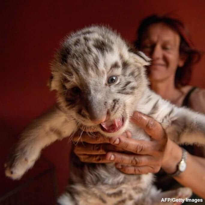 ABC Newsさんのインスタグラム写真 - (ABC NewsInstagram)「Handler shows off one super excited white tiger cub at an association in Marseille, France, that houses retired circus animals, where the cub's mother arrived pregnant last year. #tiger #cub #babyanimals #cuteanimals #animalphotography」4月18日 4時00分 - abcnews