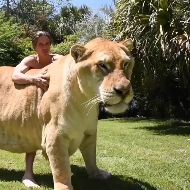 WildLifeのインスタグラム：「Via @docantle THE LIGER (ligersaurous😜) The worlds biggest cat.  No photoshop no CGI❗️ Our ligers have been in the #guinnessworldrecord 3x watch the video in my IGTV learn the truth see the proof about wild ligers in the recent genetic code of all lions and tigers.  Ligers are 100% natural. It shows in up in genetics testing of there lineage all lions share tiger dna and all tigers share lion dna. The two animals have bred for hundreds of thousands of years in the wild. It’s only now that vast territory of lion and tigers overlapping into each other’s habitats has been overrun by man that they no virtually can no longer exist in the wild . Some good published science on the subject can be found here https://www.google.com/amp/s/phys.org/news/2017-07-genome-clues-history-big-cats.amp if it’s not by published by trained scientists and is on the Net is mostly 1/2 truths and propaganda by slactivists.  We are not talking about ancient common ancestor of lions and tigers we are talking about recent markers in the Genicts code showing recent mixing of lions and tigers regularly over the last few thousand years showing the production of ligers and that the liger survivors went on to integrate into the permanent gene pool of all modern lions and tigers relatively recently. All the science links are listed on the YouTube account of MyrtleBeachSafari channel. #liger #myrtlebeach」