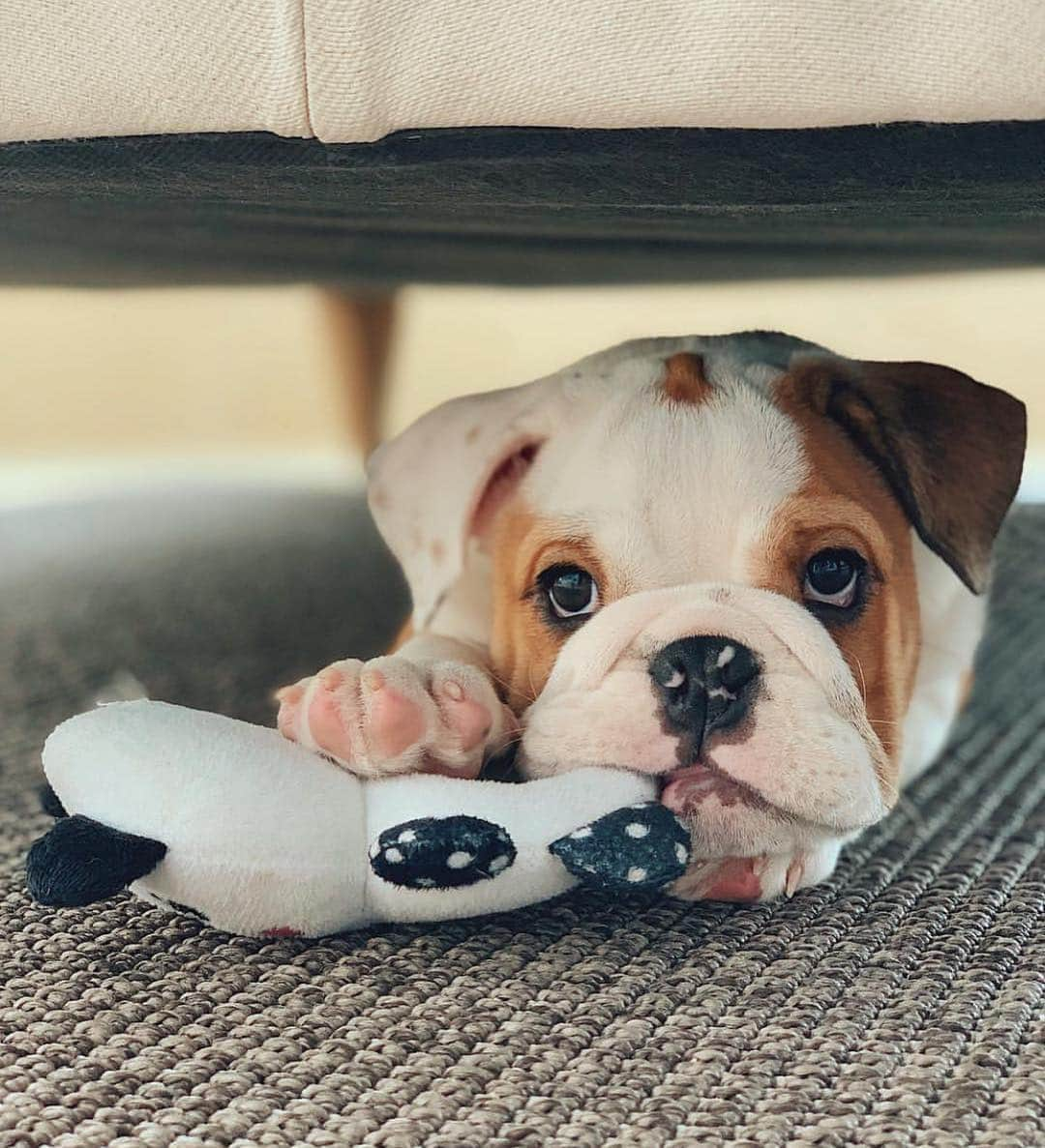 Bodhi & Butters & Bubbahさんのインスタグラム写真 - (Bodhi & Butters & BubbahInstagram)「Brb hiding from the world 🙈 . . . . #cute #bulldog #puppy #brb #dogsofinstagram #chill @filomenathebulldog」4月18日 4時04分 - keonistuff