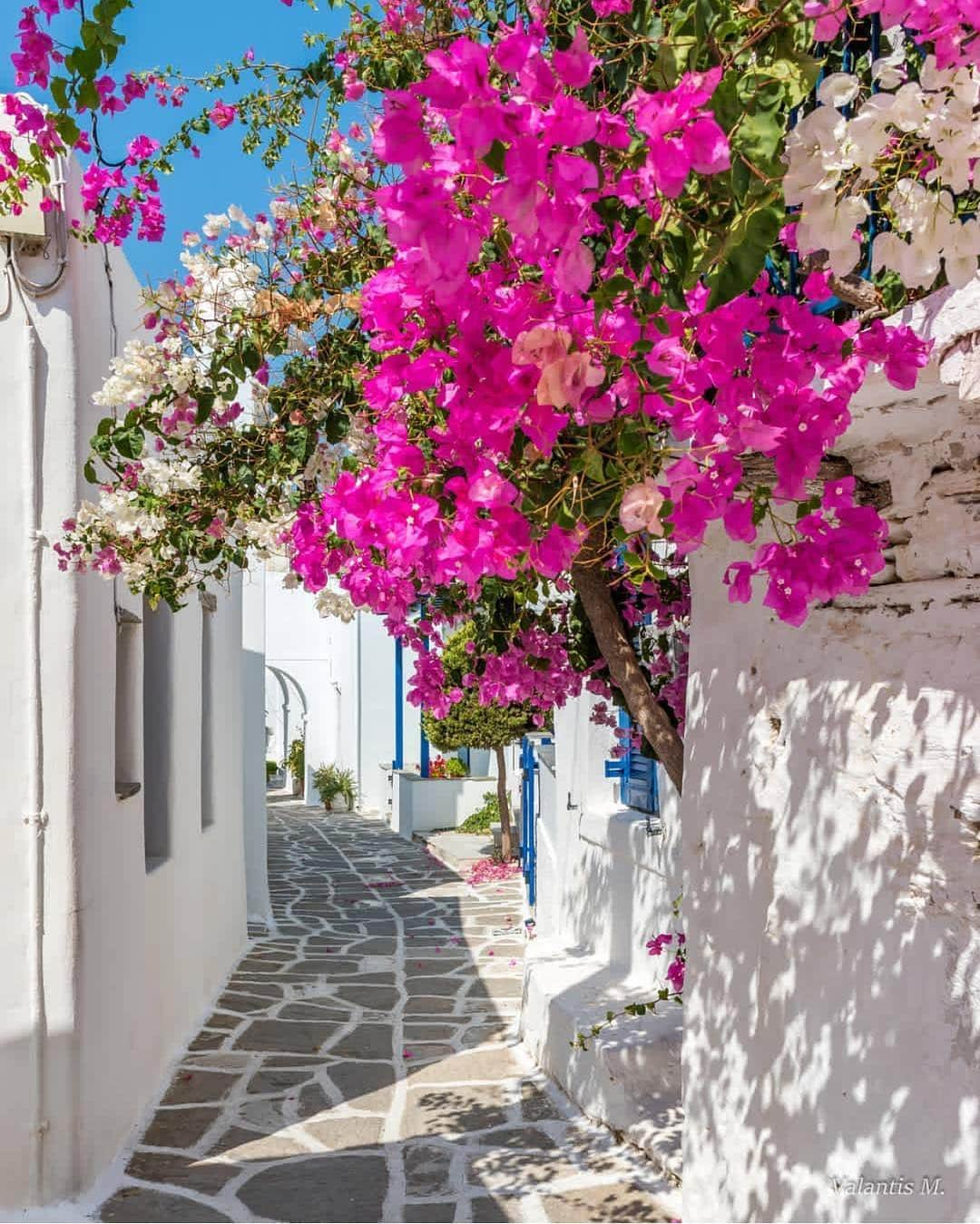 Wonderful Placesさんのインスタグラム写真 - (Wonderful PlacesInstagram)「Paros Island - Greece ✨🌺🌺🌺✨ . Pictures by ✨✨@minogiannisvalantis✨✨ #wonderful_places for a feature 🌺」4月18日 4時13分 - wonderful_places