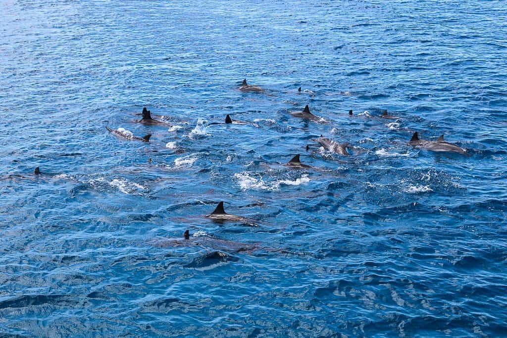 And Youさんのインスタグラム写真 - (And YouInstagram)「One thing we learned while watching Netflix's 'Our Planet' is that pods of spinner dolphins can reach up to 10,000 strong in the high seas! 😳. . Read the other 9 things we learned while watching the High Seas episode in our blog: andyoucreations.com/blog. . . . #blog #netflix #highseas #ourplanet #dolphins」4月18日 4時24分 - dolphinsandyou