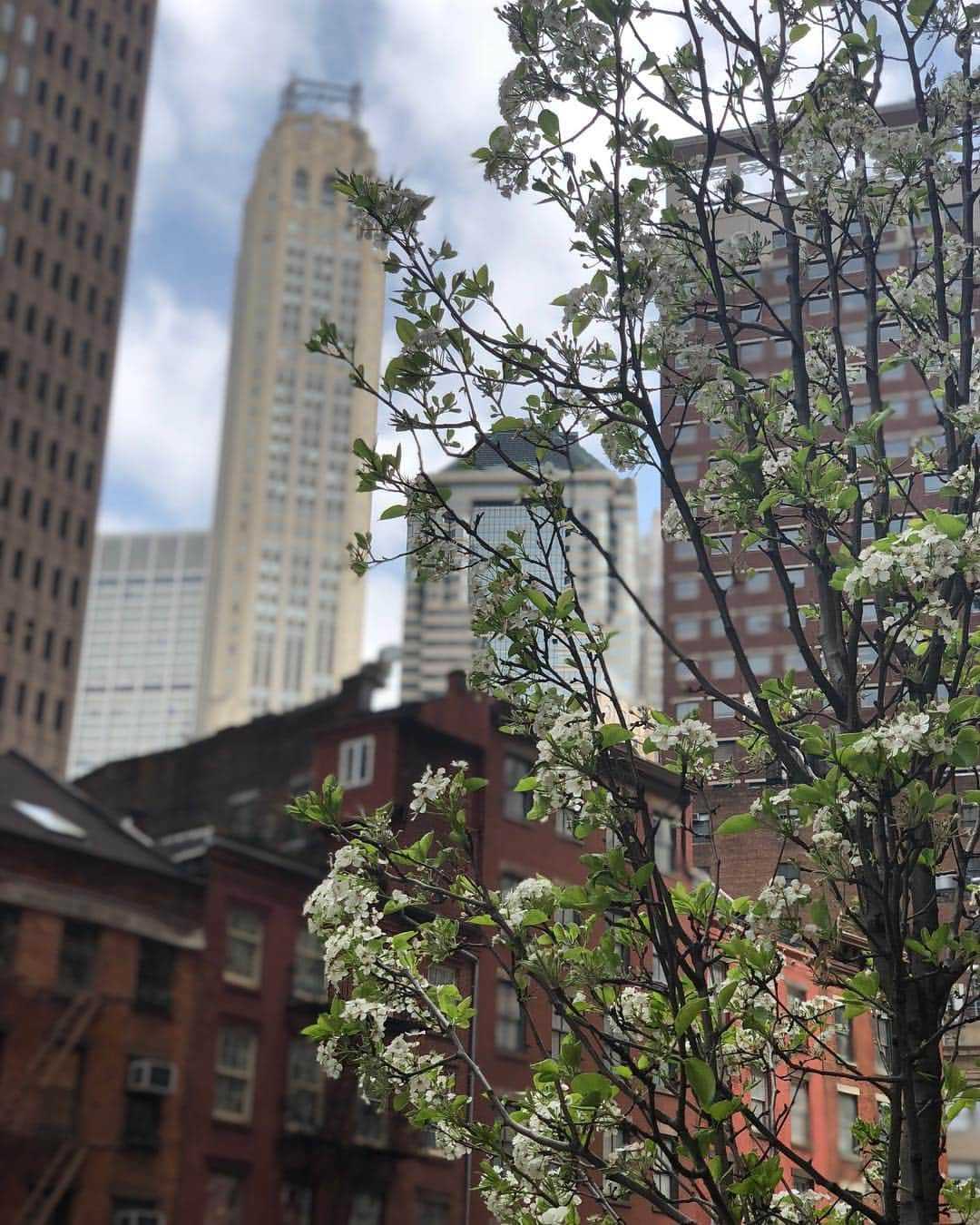 マシュー・モリソンさんのインスタグラム写真 - (マシュー・モリソンInstagram)「I just love Spring! New beginning, new life, new projects, new possibilities!  What’s old is new again. #NYCspring」4月18日 4時38分 - matthewmorrison