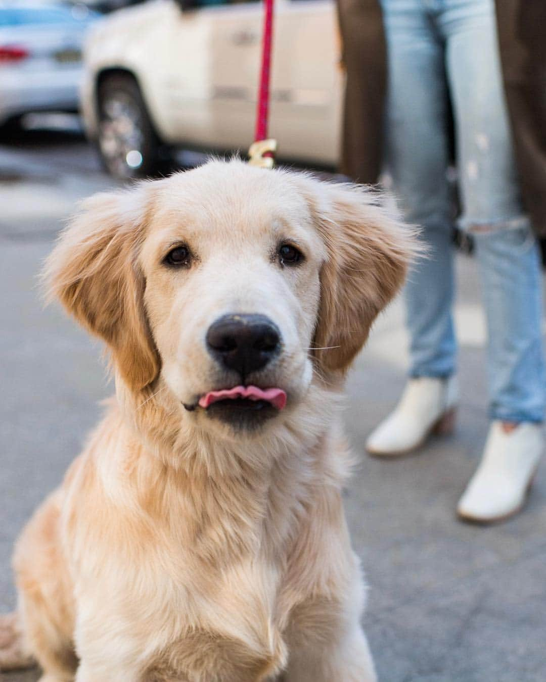 The Dogistさんのインスタグラム写真 - (The DogistInstagram)「Boomer, Golden Retriever (5 m/o), Washington & Horatio St., New York, NY • “He really likes cucumbers. He takes them like bones. Especially the little Persian ones.”」4月18日 5時40分 - thedogist