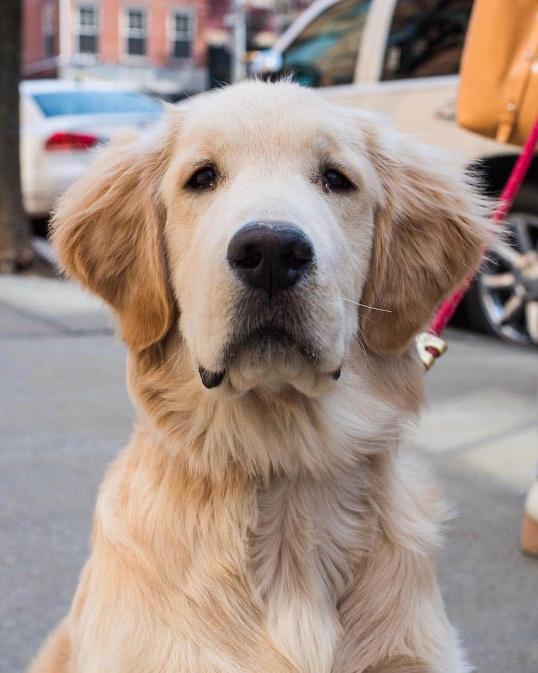 The Dogistさんのインスタグラム写真 - (The DogistInstagram)「Boomer, Golden Retriever (5 m/o), Washington & Horatio St., New York, NY • “He really likes cucumbers. He takes them like bones. Especially the little Persian ones.”」4月18日 5時40分 - thedogist